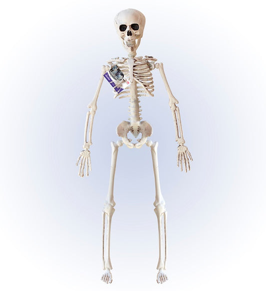 Bewegliches Skelett 40 cm Halloween Dekoration mit flexiblen Gelenken