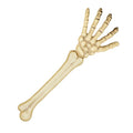 Skelettarm 46cm Aus PVC – Realistische Halloween Deko Von Boland - Fasnacht24.ch