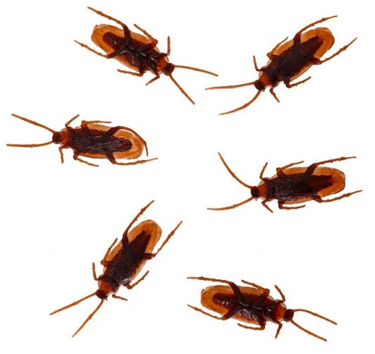 Chaks Gummi Kakerlaken Set – 12 Stück, Braun, 4,3x1,6x0,5 cm - Fasnacht24.ch