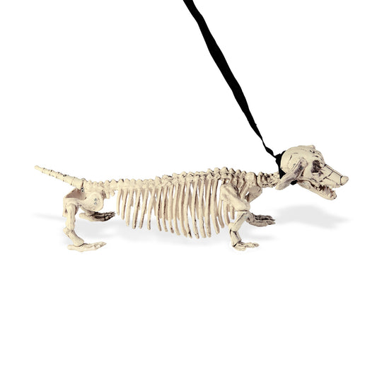 "DACKELSKELETT MIT LEINE" 55 cm – Vorderansicht