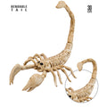 "SKORPION SKELETT" 30 cm – Vorderansicht
