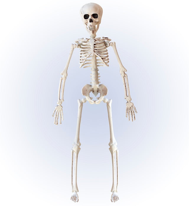 Bewegliches Skelett 40 cm Halloween Dekoration mit flexiblen Gelenken