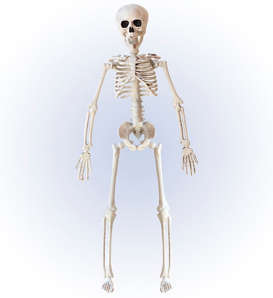 Bewegliches Skelett 40 cm Halloween Dekoration mit flexiblen Gelenken