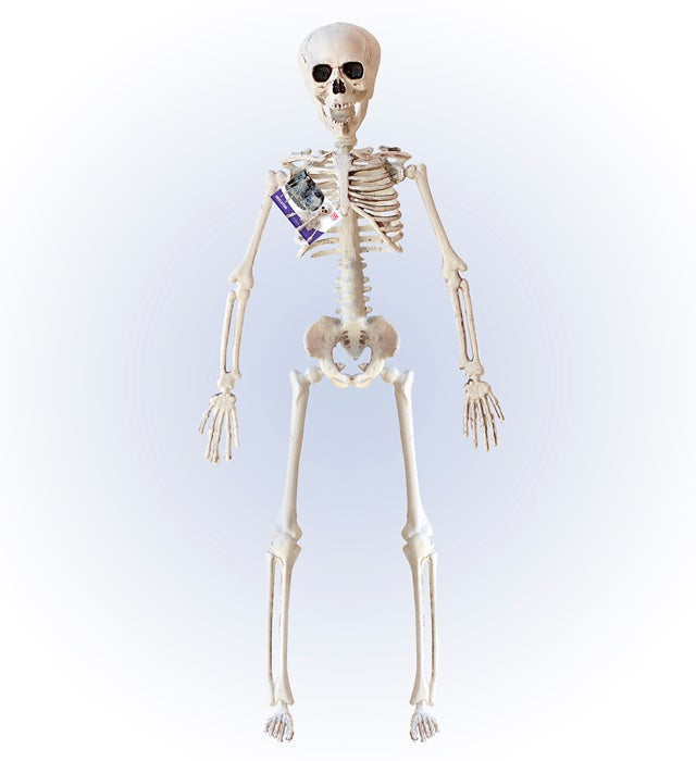 Bewegliches Skelett 40 cm Halloween Dekoration mit flexiblen Gelenken