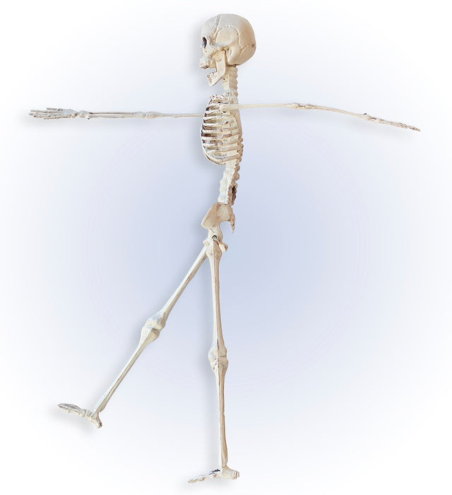 Bewegliches Skelett 40 cm Halloween Dekoration mit flexiblen Gelenken