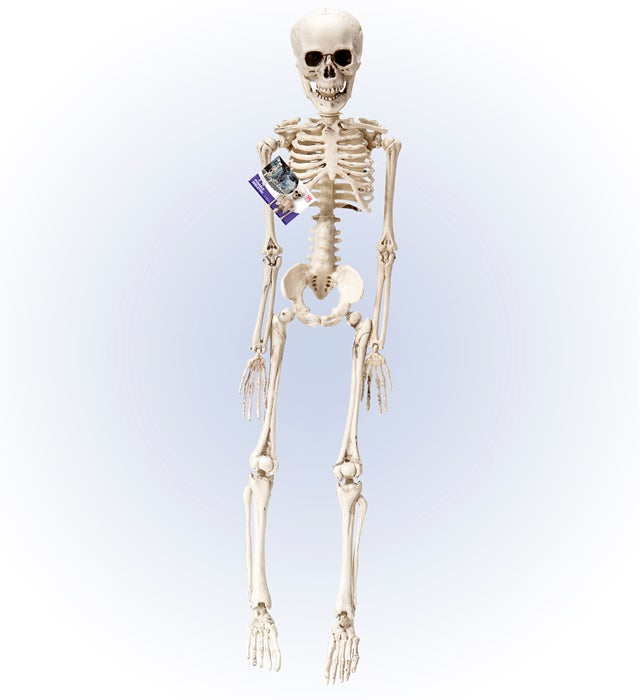 Bewegliches Skelett 50 cm aus Kunststoff für Halloween-Dekoration