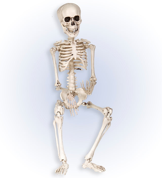 Bewegliches Skelett 50 cm aus Kunststoff für Halloween-Dekoration