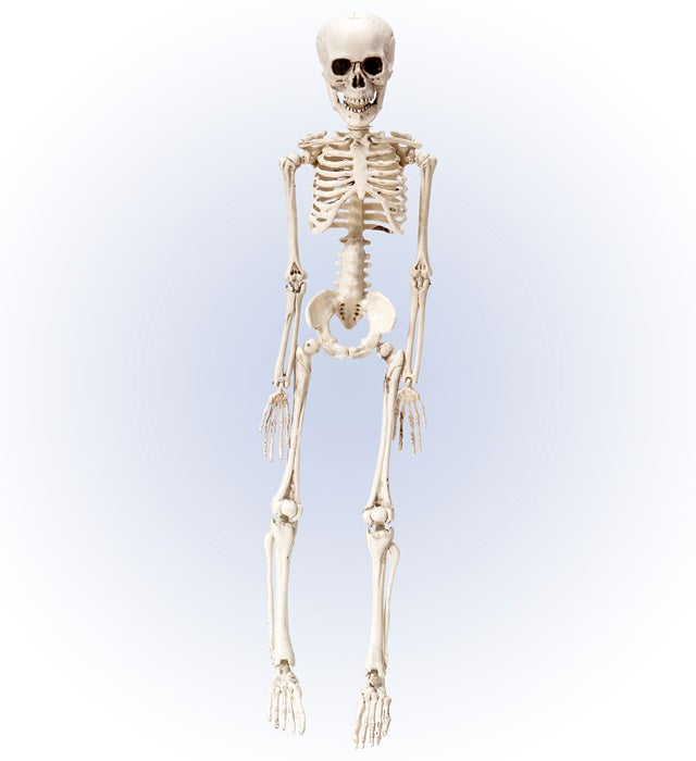 Bewegliches Skelett 50 cm aus Kunststoff für Halloween-Dekoration