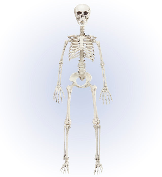 Bewegliches Skelett 90 cm als Fasnachts- und Halloween-Deko