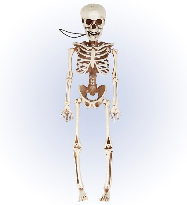 Bewegliches Skelett 40 cm als Halloween- und Fasnachtsdekoration