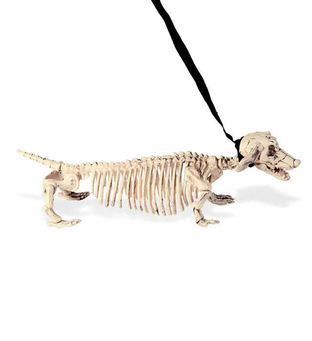 Dackelskelett mit Leine 55 cm gruselige Halloween-Dekoration