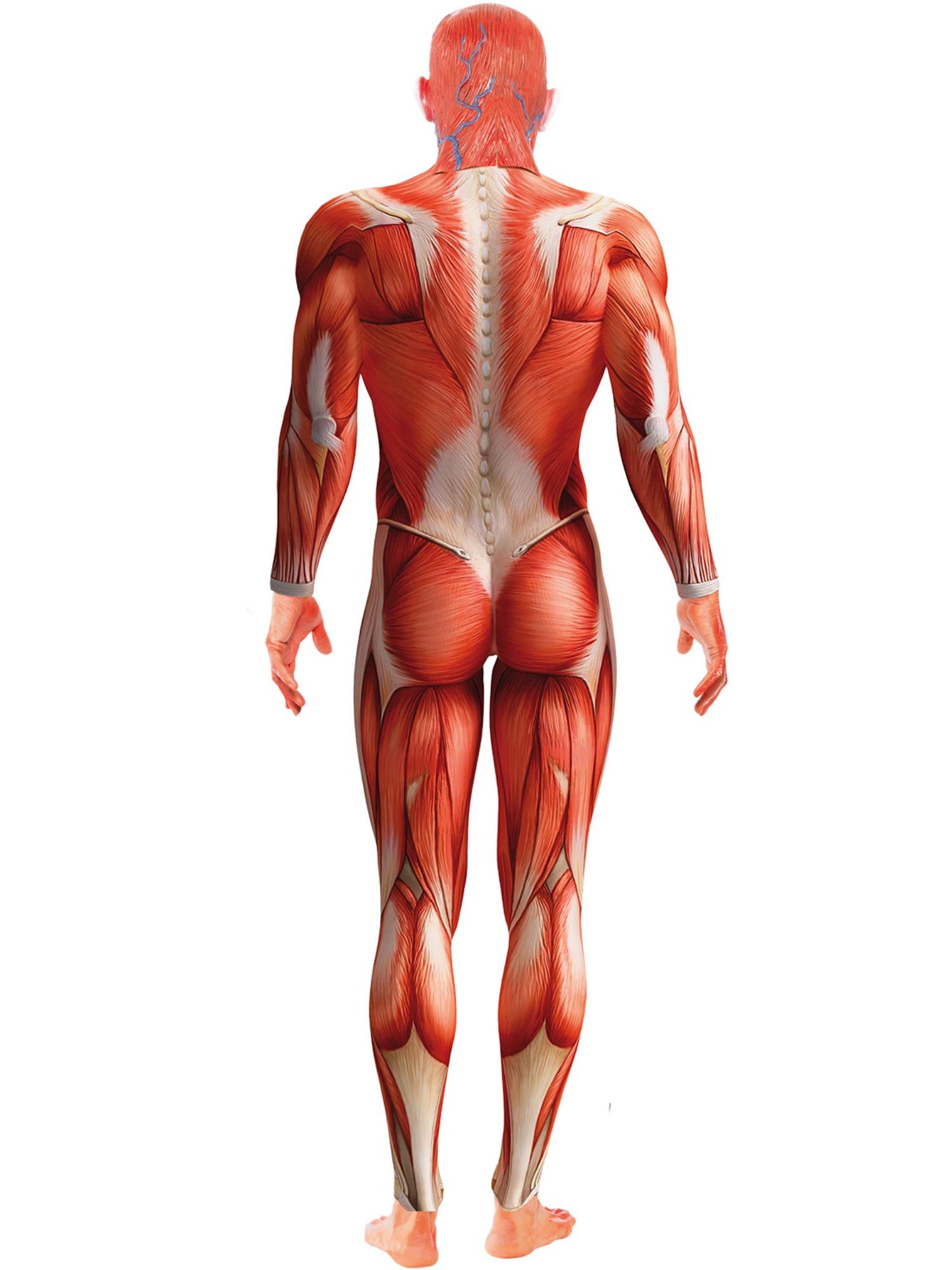 Smiffys GHOUGOBWIZ Anatomy Man Costume, Red CS für Herren