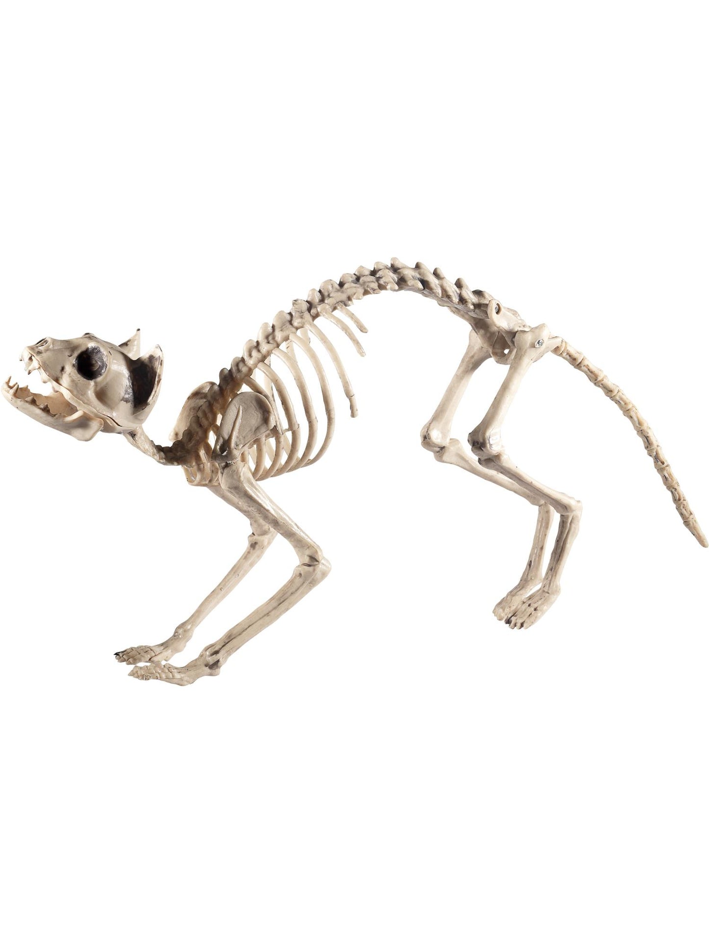 Smiffys ANIMAL Cat Skeleton Prop, Natural PG für Unisex