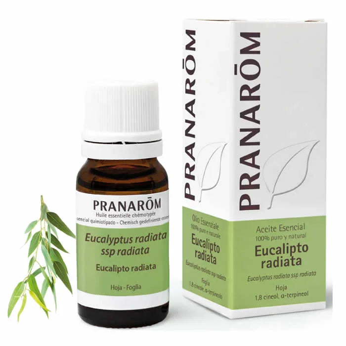 PRANARÔM PRANARÔM Eucalyptus Radiata ätherisches Öl 10 ml Kosmetik