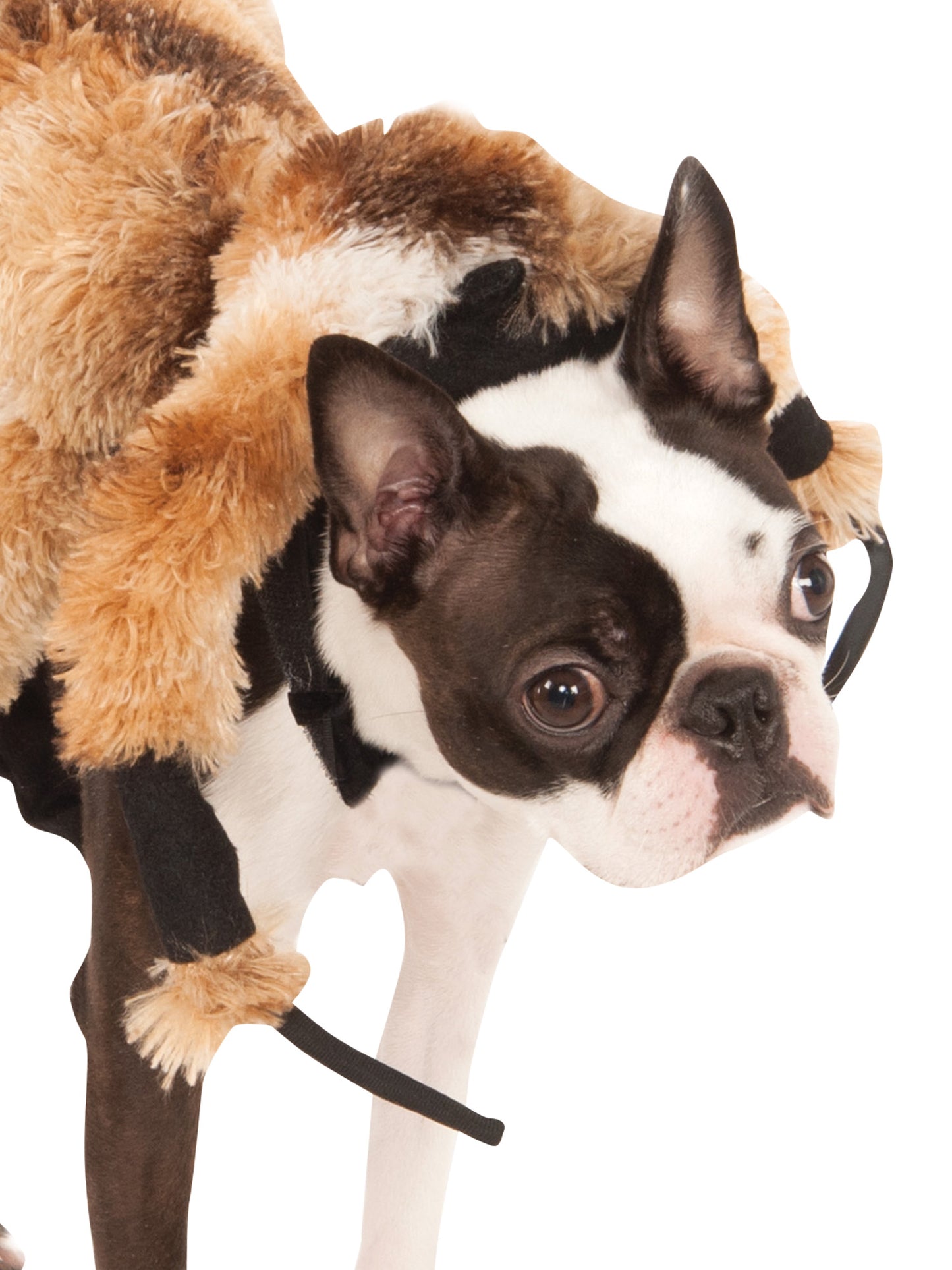 Rubies Giant Spider Pet Costume Pet Costumes – Detailansicht
