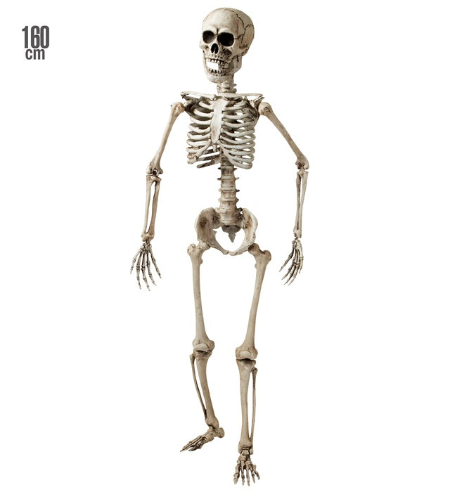Lebensechtes stehendes Skelett 160 cm als Fasnacht und Halloween Dekoration