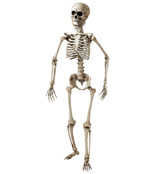 Lebensechtes stehendes Skelett 160 cm als Fasnacht und Halloween Dekoration