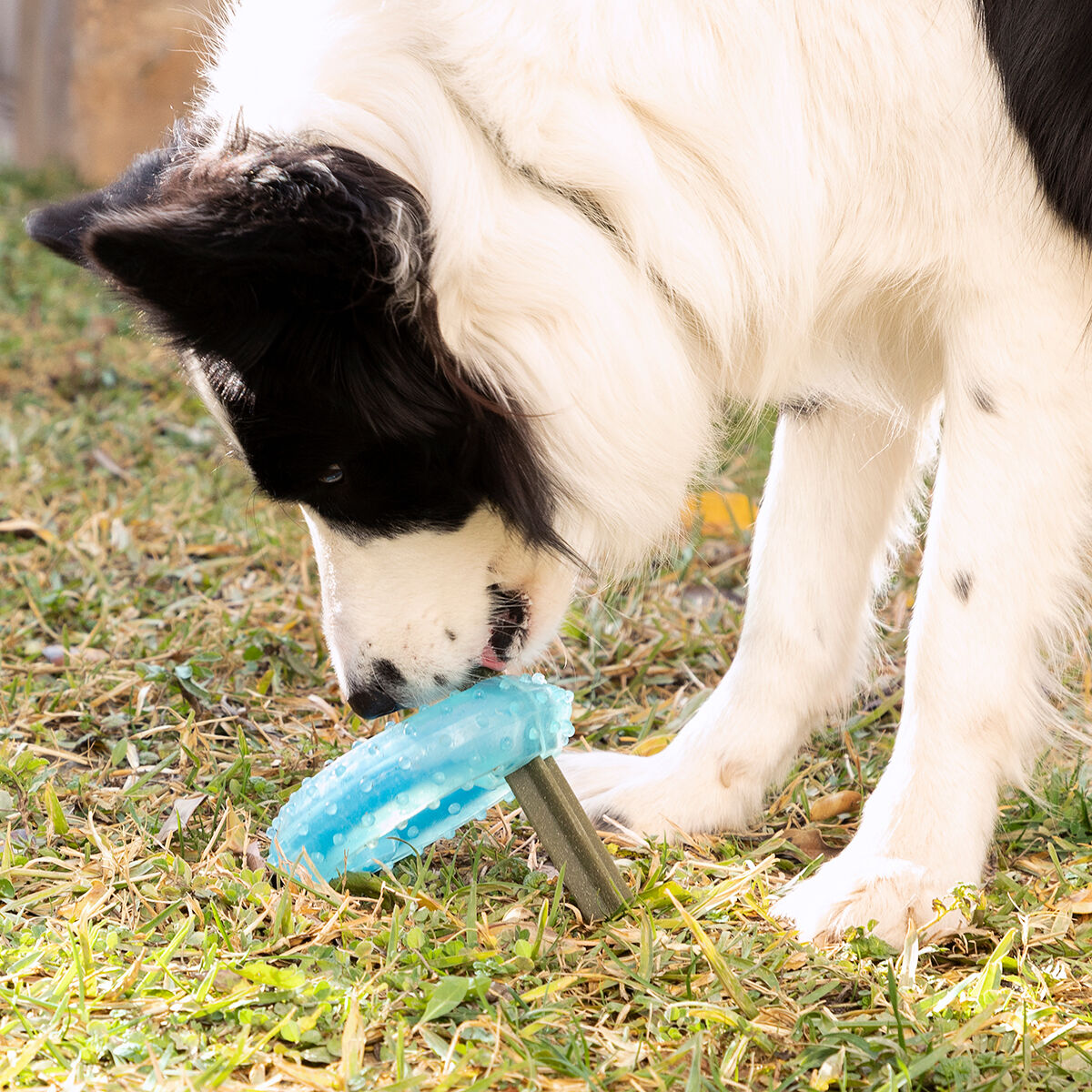 Glubiz gefrierfähiges 2-in-1-Beissspielzeug für Hunde von InnovaGoods, blau – Rückansicht