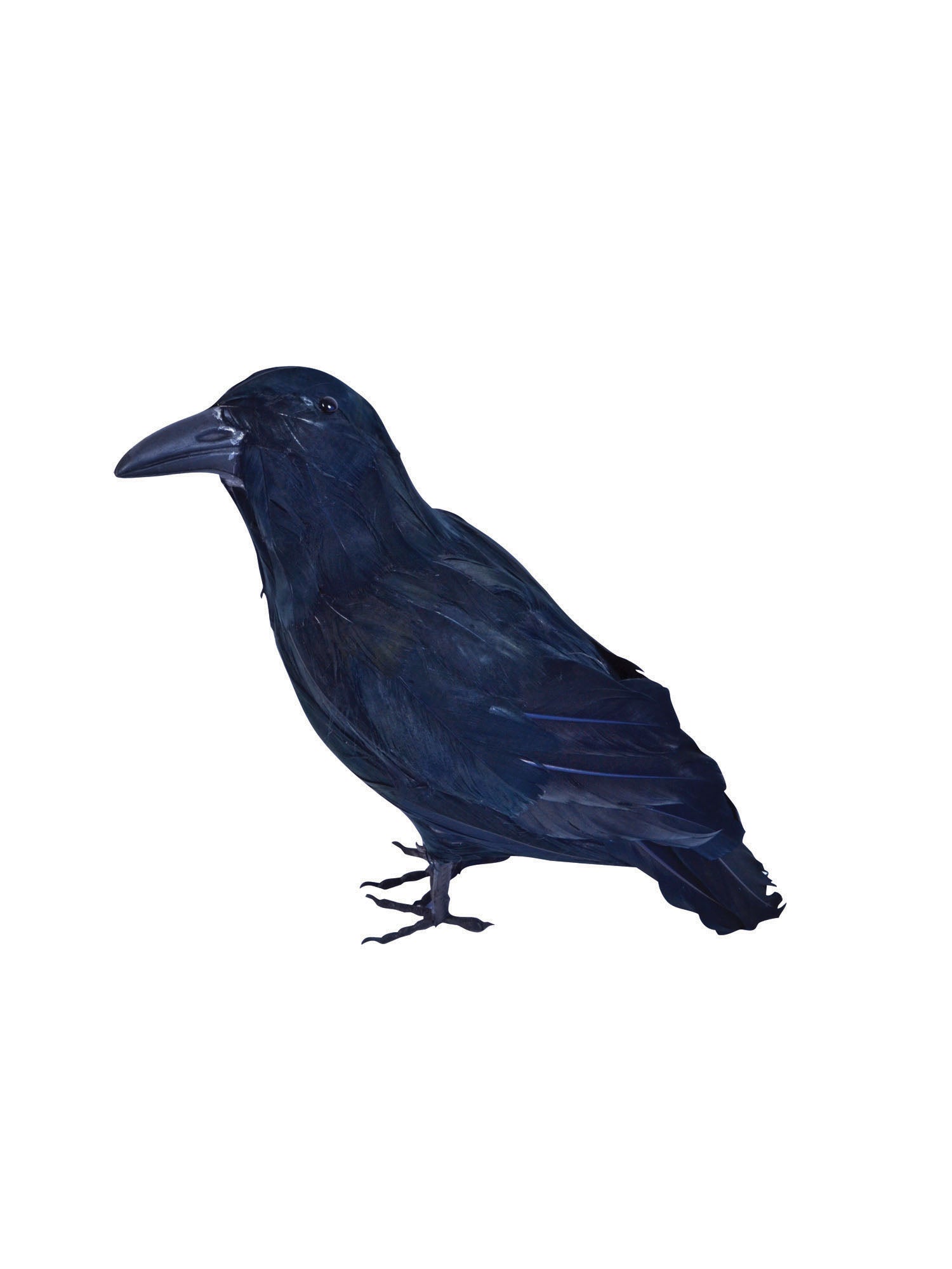 Rubies Feathered Raven Props Rabenfeder für Halloween-Kostüm