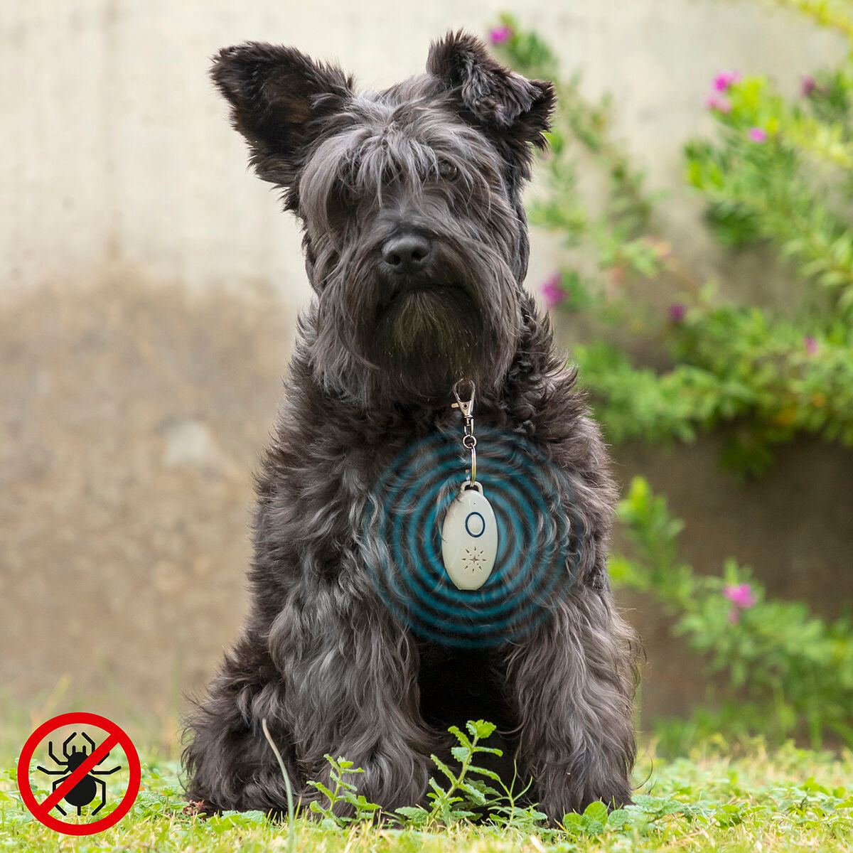 PetRep wiederaufladbares Ultraschallgerät gegen Parasiten für Haustiere von InnovaGoods in Grau – Produktansicht