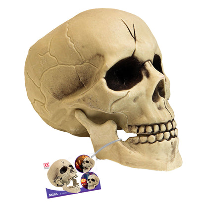 "KUNSTSTOFF TOTENKOPF MIT BEWEGLICHEM GEBISS" 21 cm – Ansicht 3