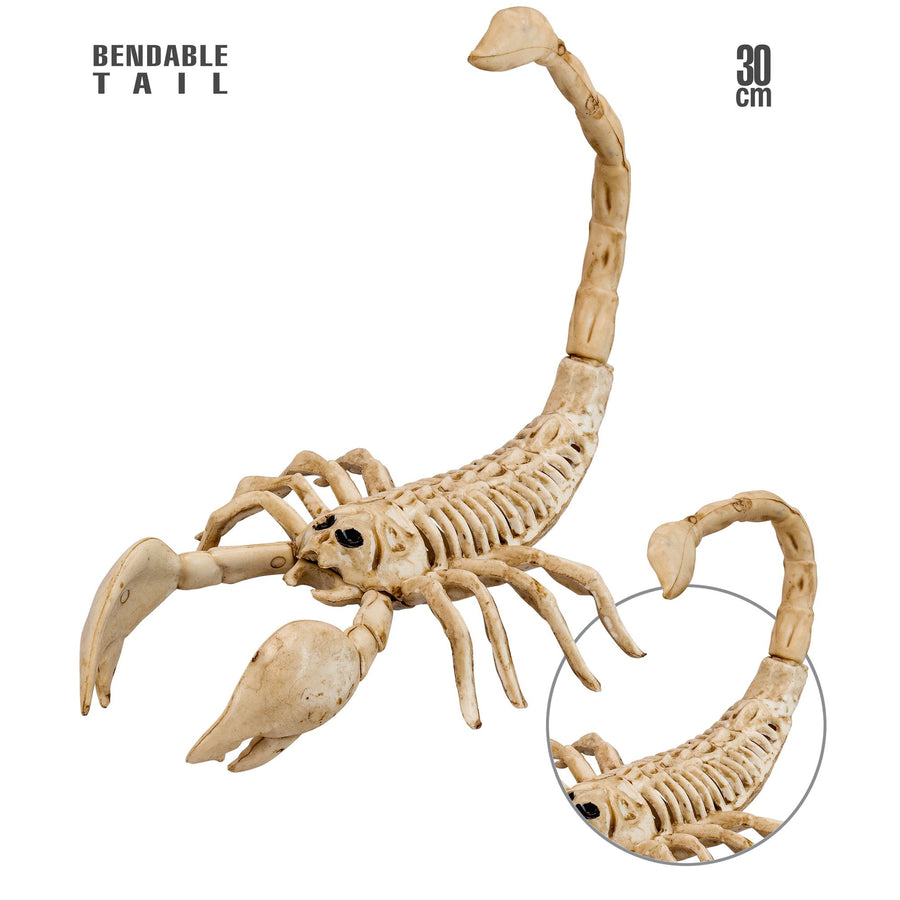"SKORPION SKELETT" 30 cm – Vorderansicht
